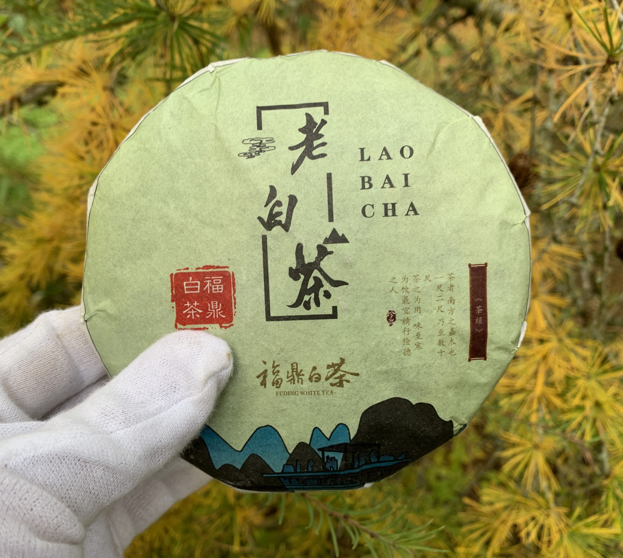 belyj chaj iz Kitaya